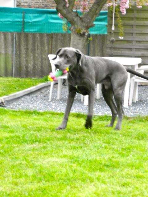 Dogue Allemand Grand Danois Les Avis Et Les Photos Des Internautes Les Avis Choisir Son Chien