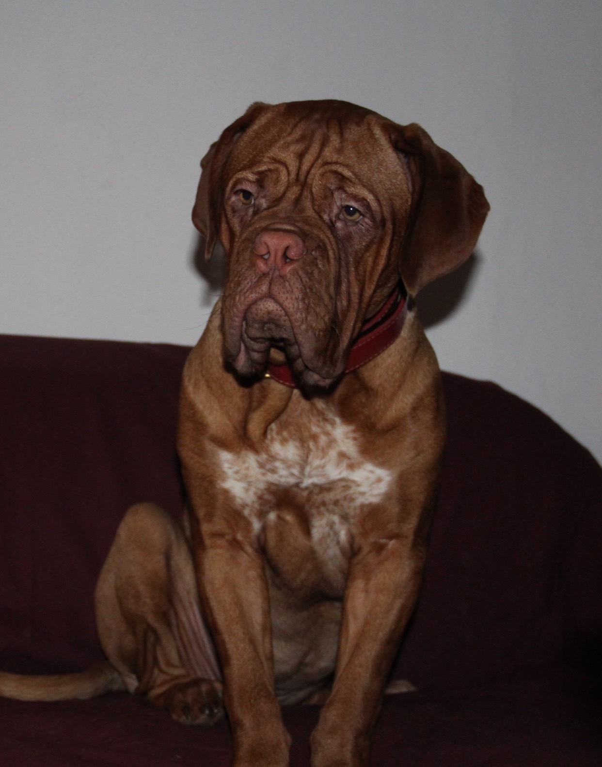 Dogue De Bordeaux Les Avis Et Les Photos Des Internautes Les Avis Choisir Son Chien