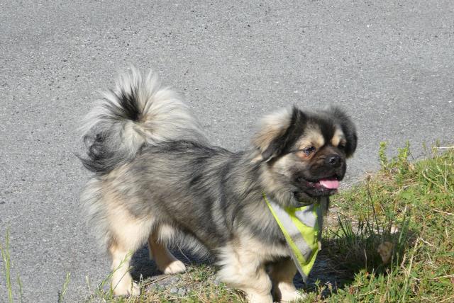 Epagneul Tibetain Epagneul Du Tibet Les Avis Et Les Photos Des Internautes Les Avis Choisir Son Chien