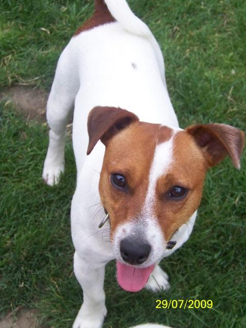 Jack Russell Terrier Les Avis Et Les Photos Des Internautes Les Avis Choisir Son Chien