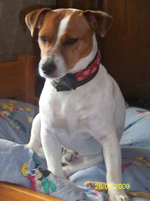 Jack Russell Terrier Les Avis Et Les Photos Des Internautes Les Avis Choisir Son Chien