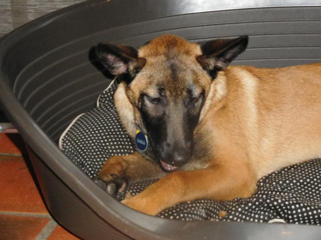 Malinois Berger Belge Malinois L Avis Du Veterinaire Choisir Son Chien