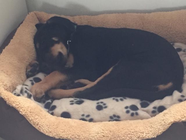 Un chien de race ou croisé - Choisir son chien