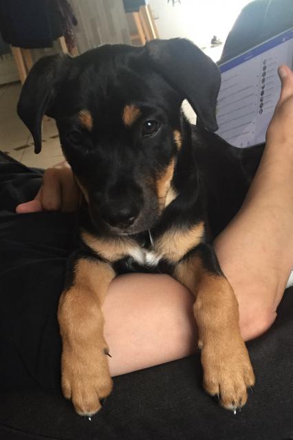Un chien de race ou croisé - Choisir son chien