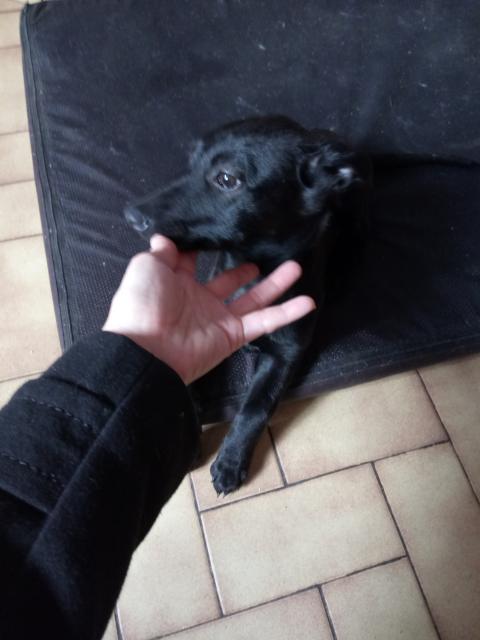 Un Chien De Race Ou Croise Choisir Son Chien