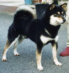 Shiba Shiba Inu Les Avis Et Les Photos Des Internautes Les Avis Choisir Son Chien