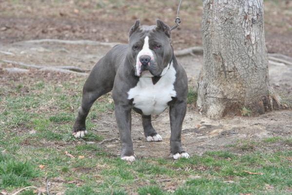 Thai Ridgeback Dog Chien Thailandais A Crete Dorsale Les Avis Et Les Photos Des Internautes Les Avis Choisir Son Chien