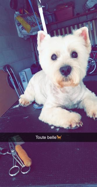 West Highland Terrier Westie Les Avis Et Les Photos Des