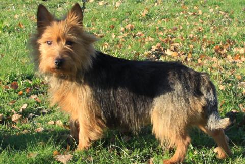 Terrier australien Australian terrier L avis du v t rinaire